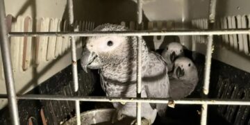 Самарская таможня возбудила уголовное дело по факту контрабанды птиц-экзотов