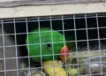 Самарские таможенники предотвратили ввоз в РФ незадекларированных попугаев