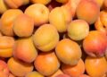 Monilinia fructicola в узбекских абрикосах: опасность до Самары не дошла