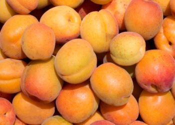 Monilinia fructicola в узбекских абрикосах: опасность до Самары не дошла