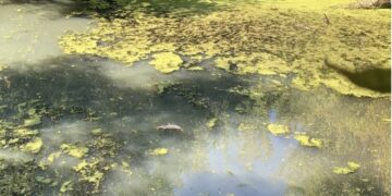 В одной из рек Самарской области из-за экстремального загрязнения погибла рыба