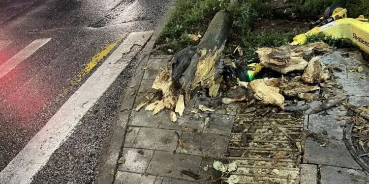 В Самаре на школьницу упало дерево, девочку доставили в больницу
