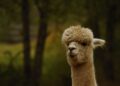 В самарском частном зоопарке с ламами и альпаками нашли ветеринарные нарушения